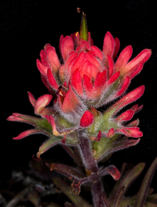 Castilleja chromosa 16-6011.jpg